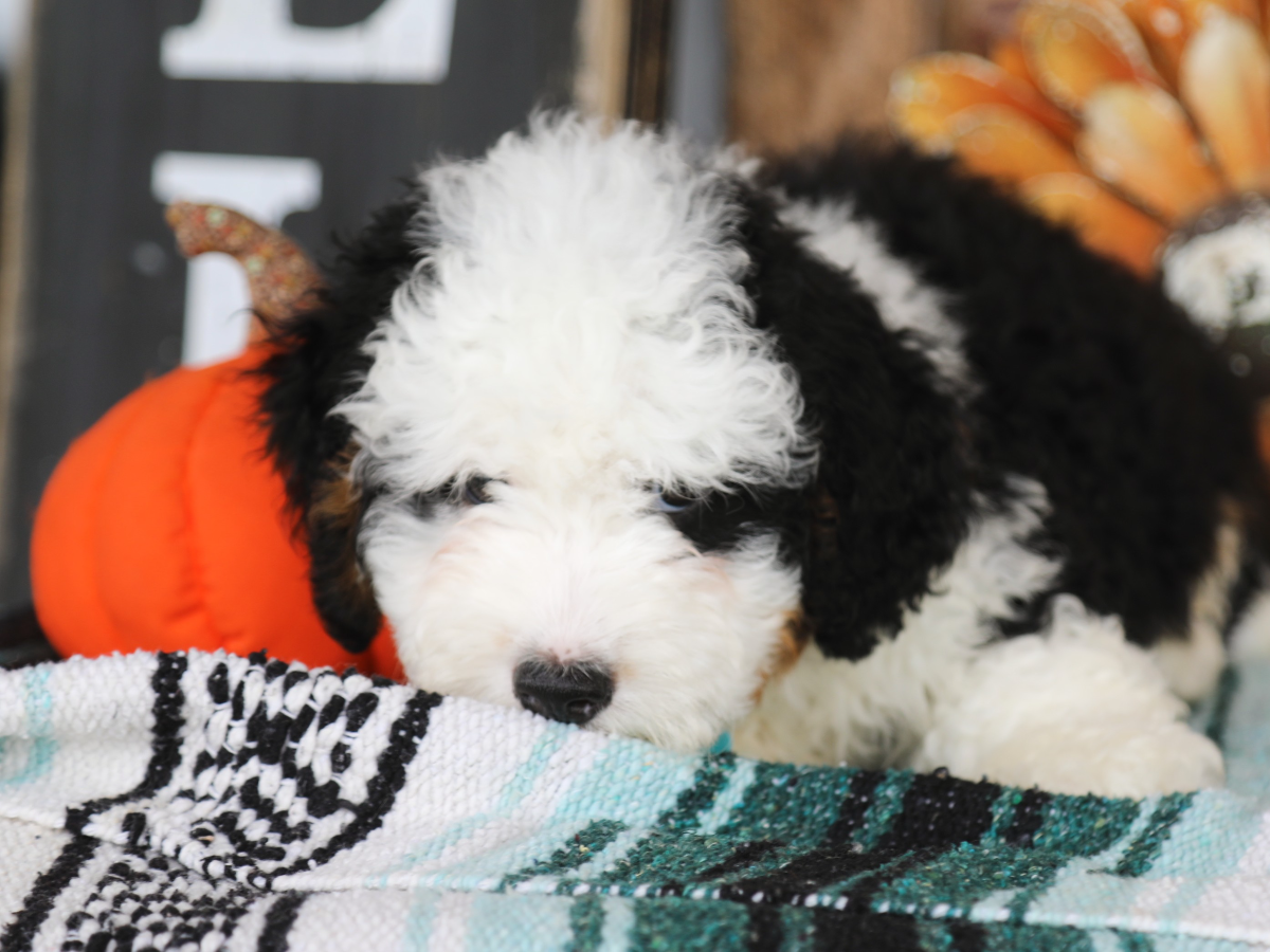 Timber • Click to meet