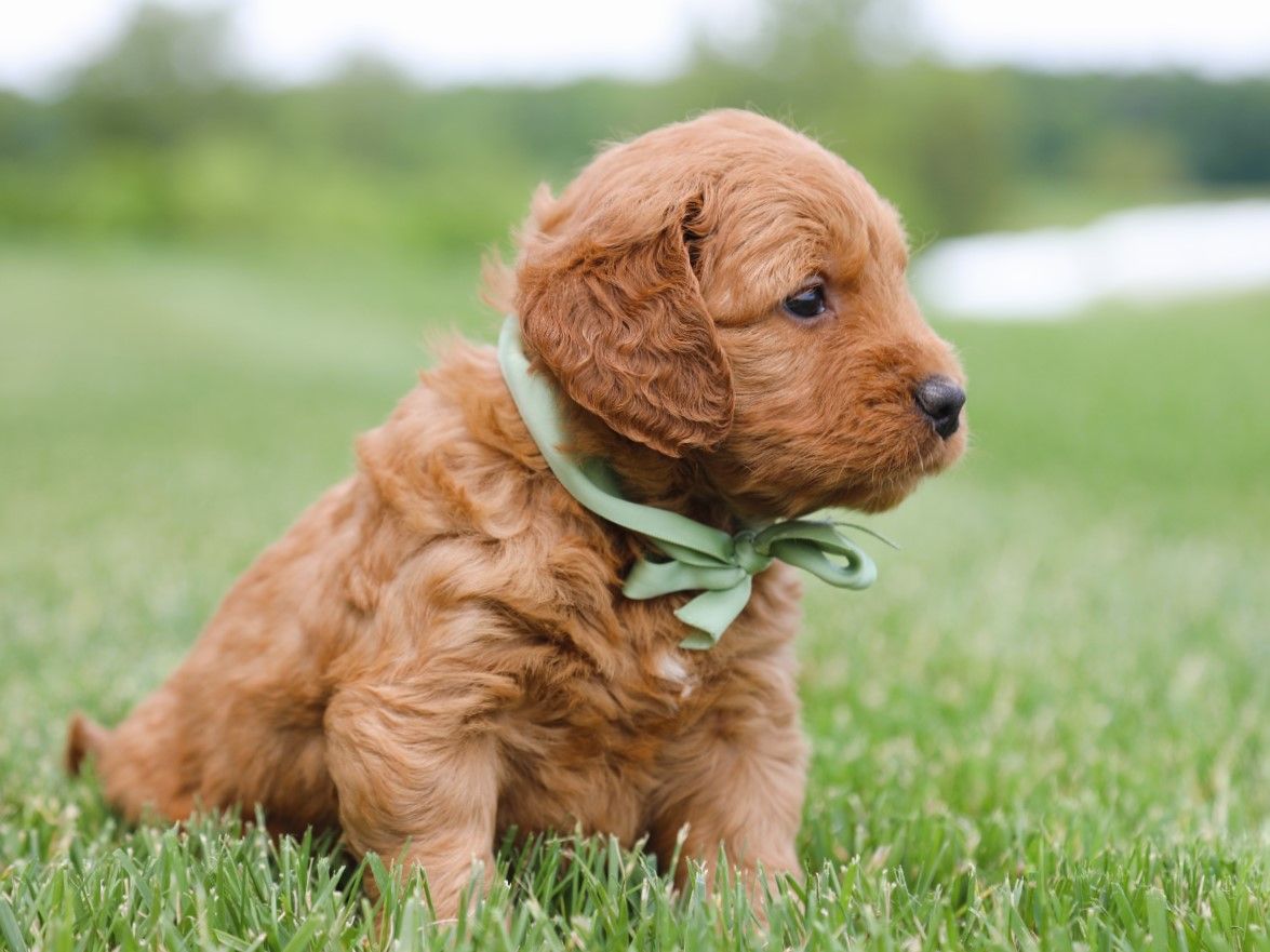 Tex • click to meet
