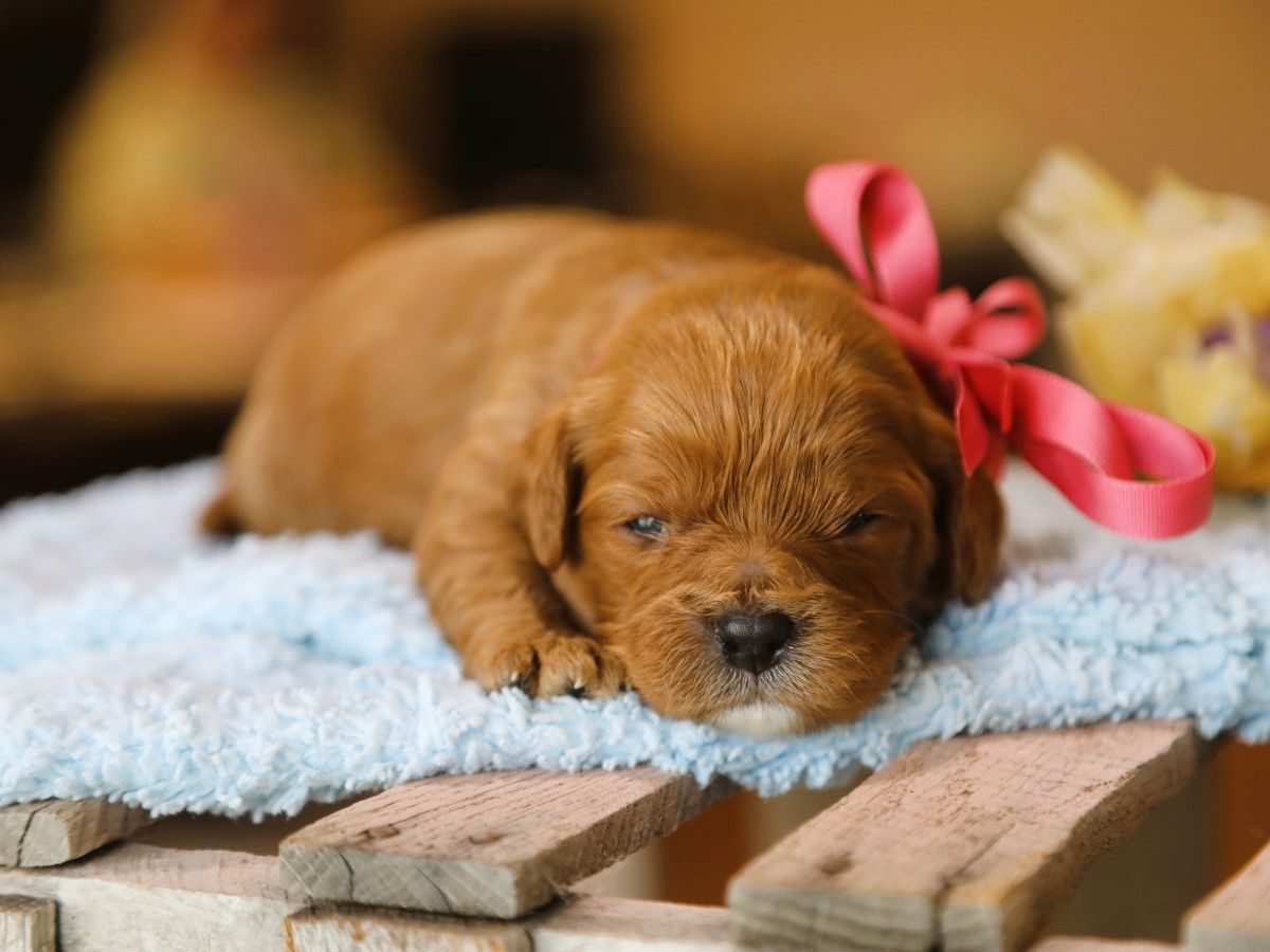 Sweet Pea (3).JPG