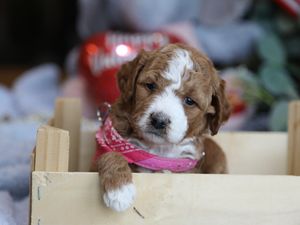 Calli • click to meet