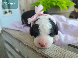 Kiwi - click to meet