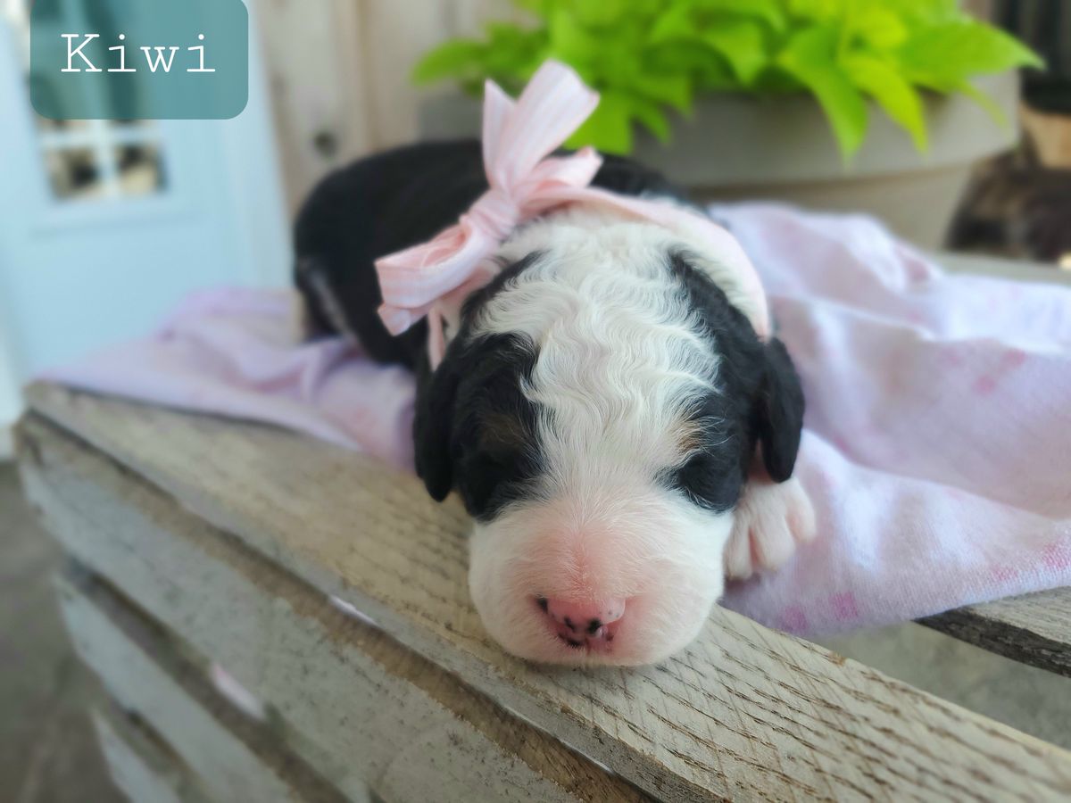 Kiwi - click to meet