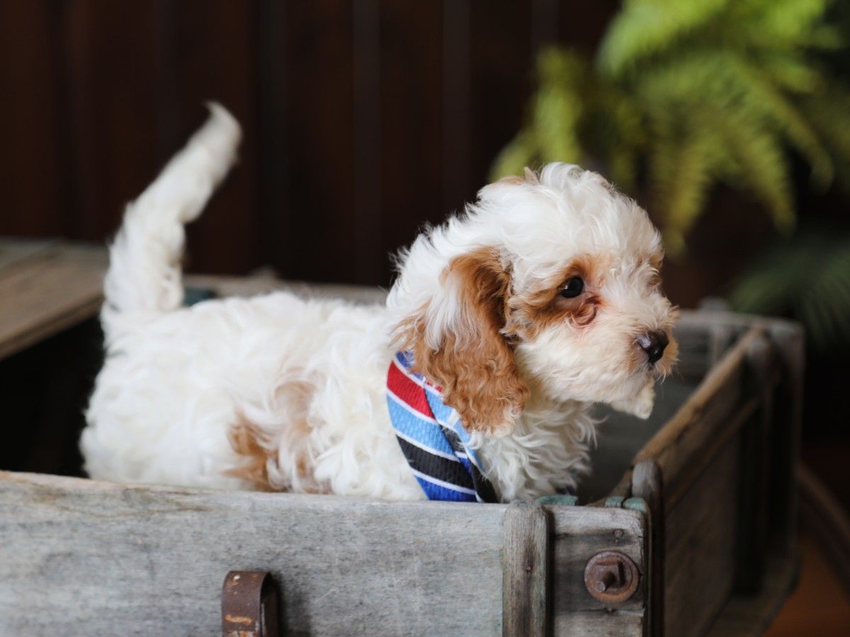 Biscuit (4).JPG