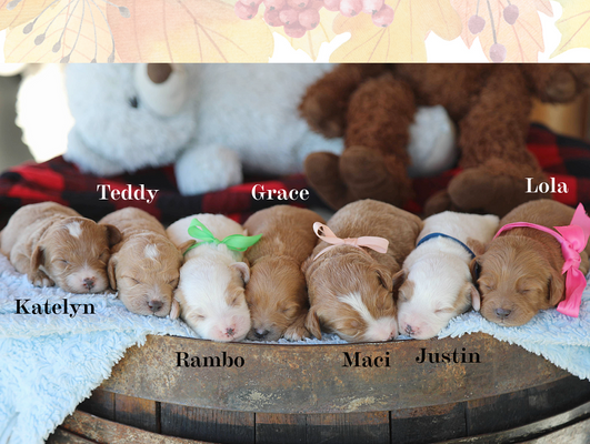 Maple's Babies - click to meet