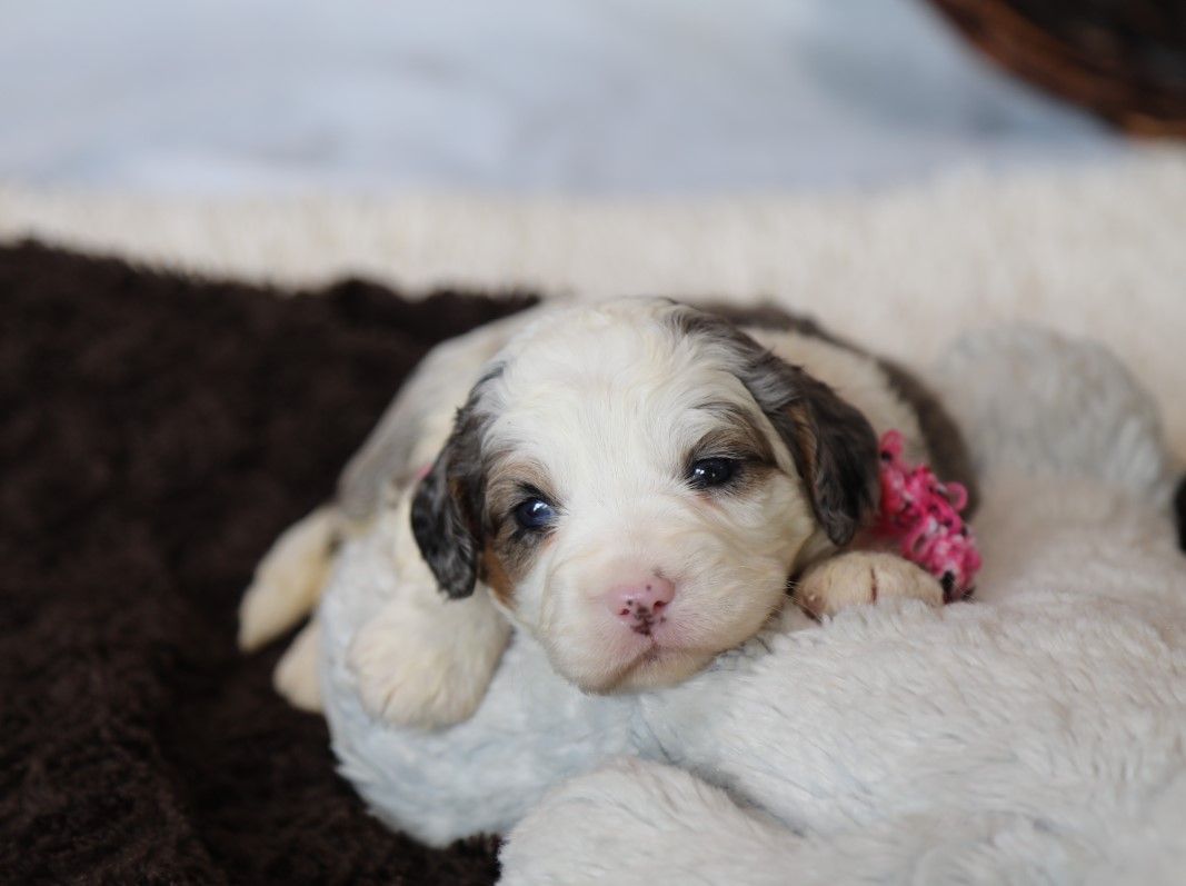 SKye (2).JPG