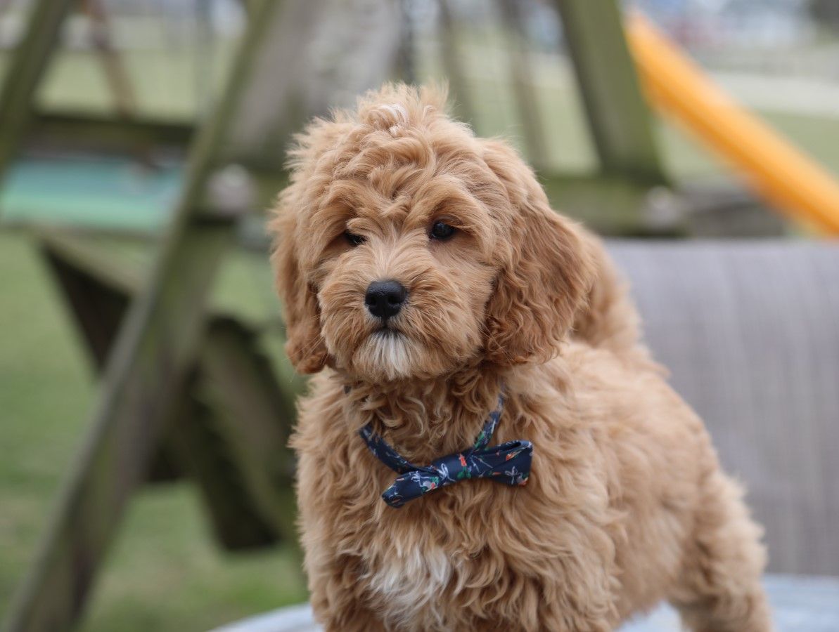 DUDLEY (6).JPG