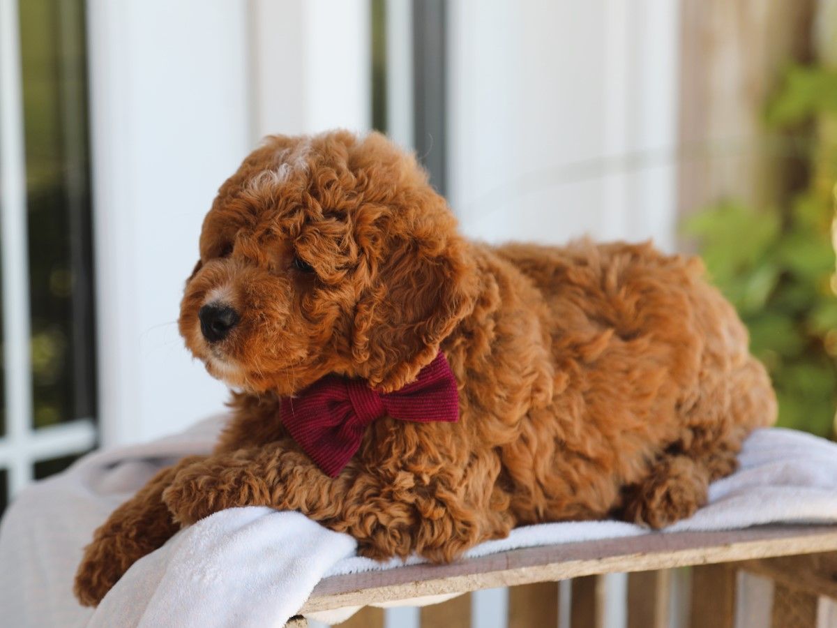 maple (4).JPG