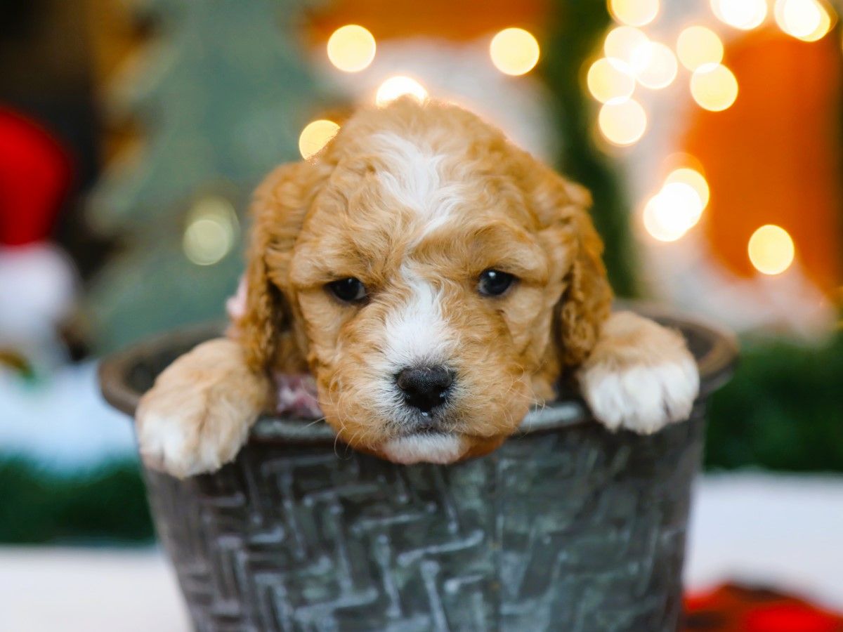  Mittens • click to meet