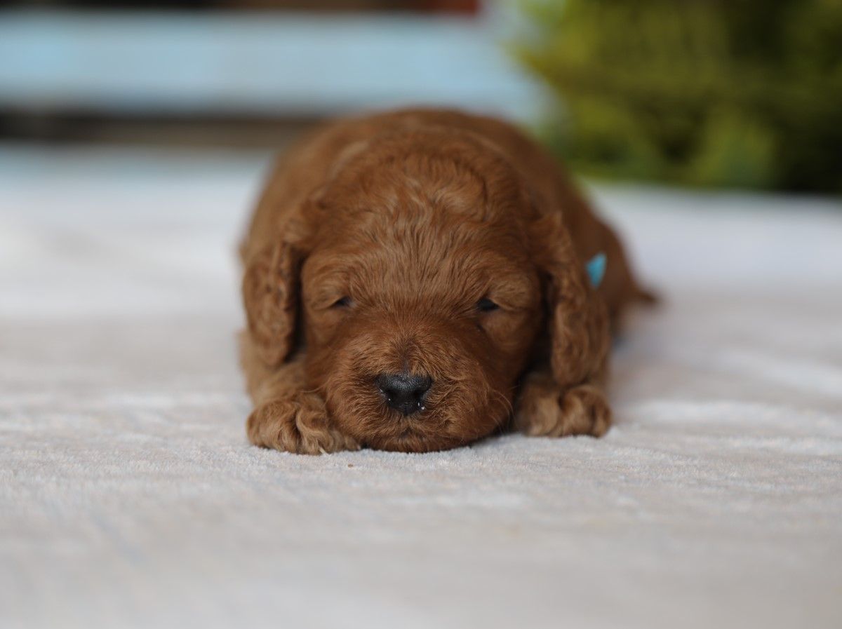 Theo (3).JPG