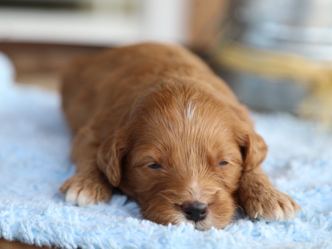 rocco (2).JPG