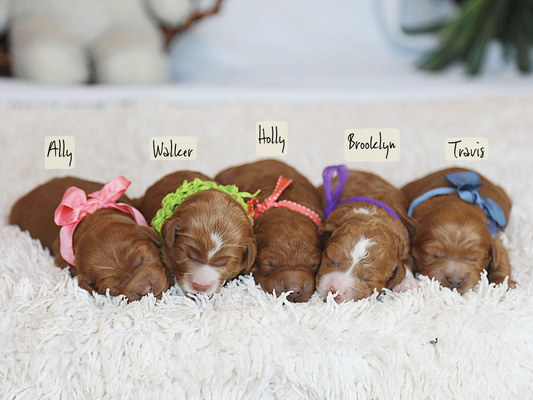 Autumn's Babies • click to meet
