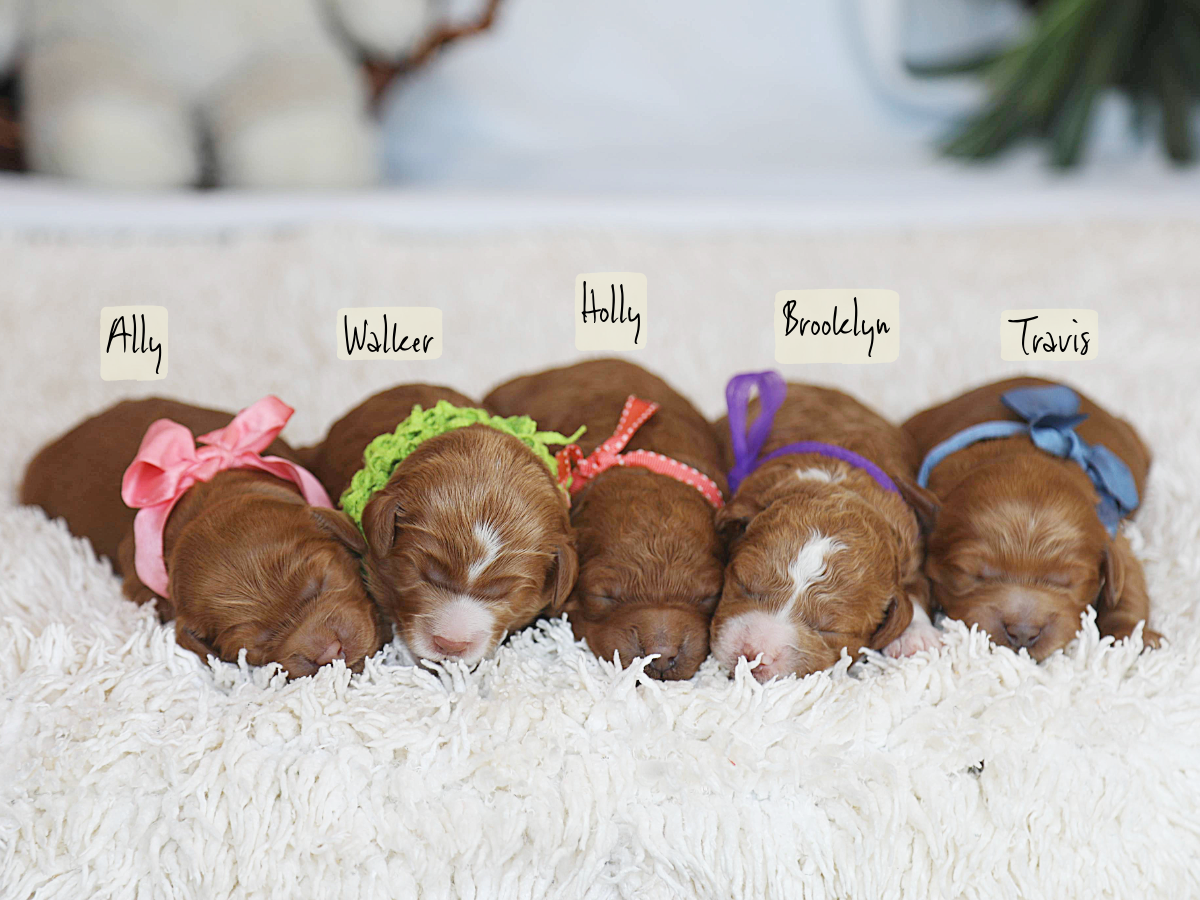 Autumn's Babies • click to meet
