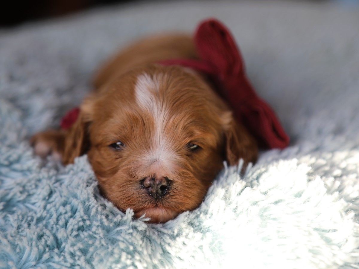 Saige • click to meet