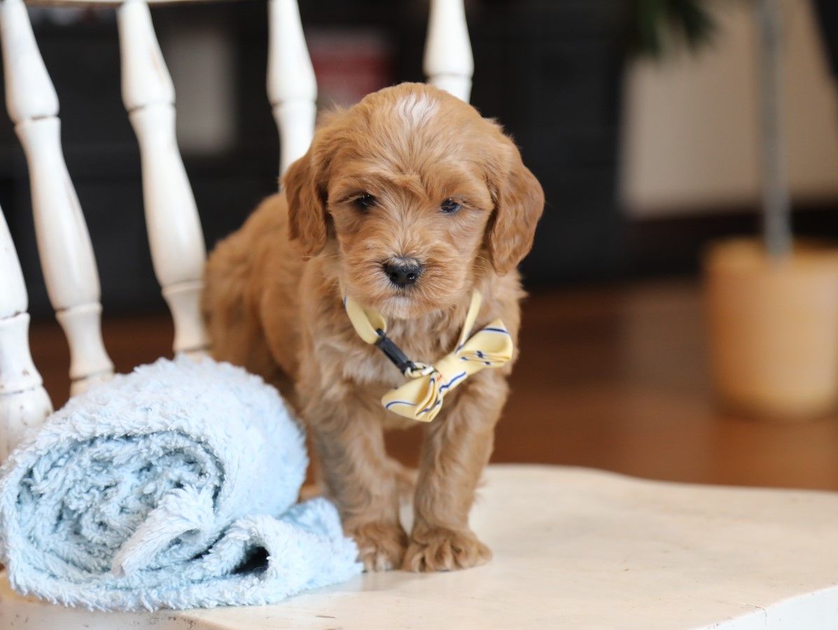 Dudley (2).JPG