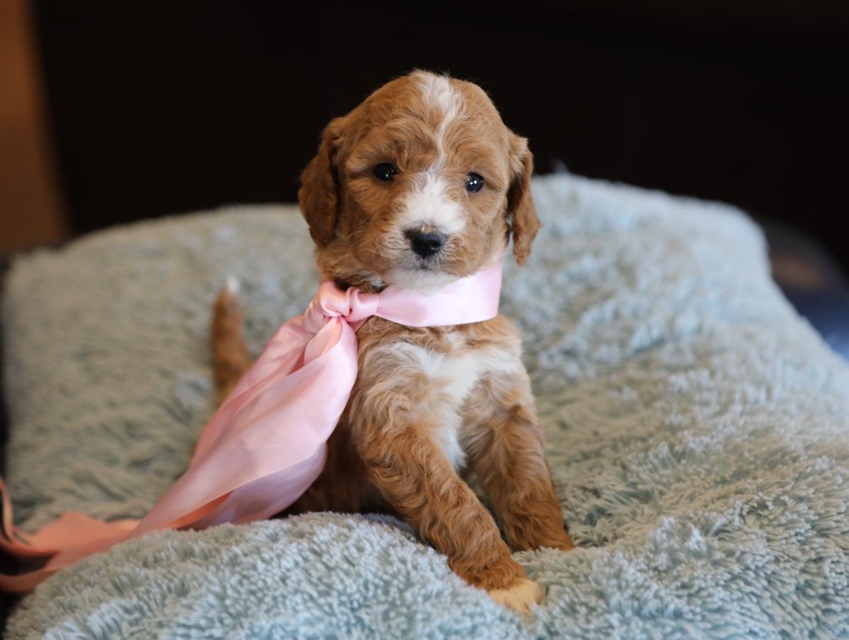 Betsy - click to meet