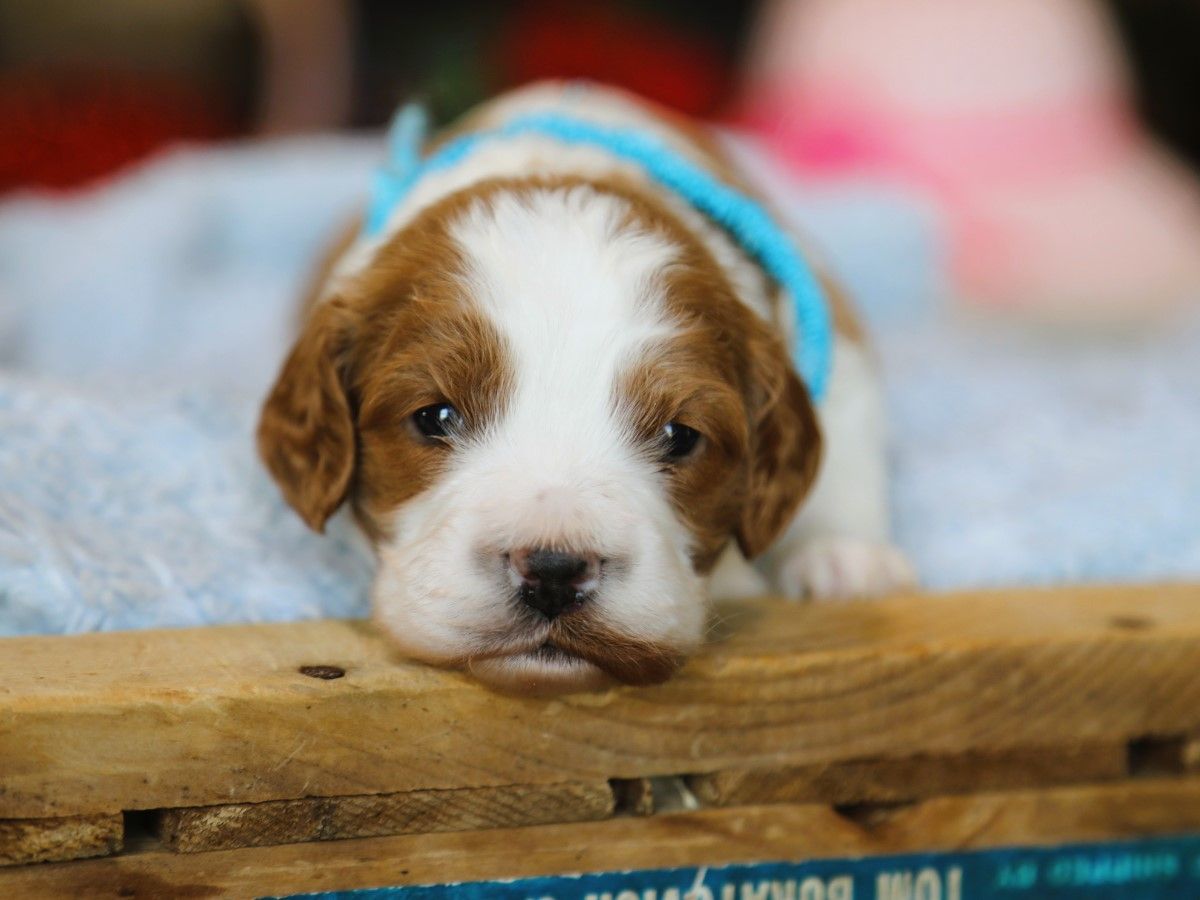 Tucker (4).JPG