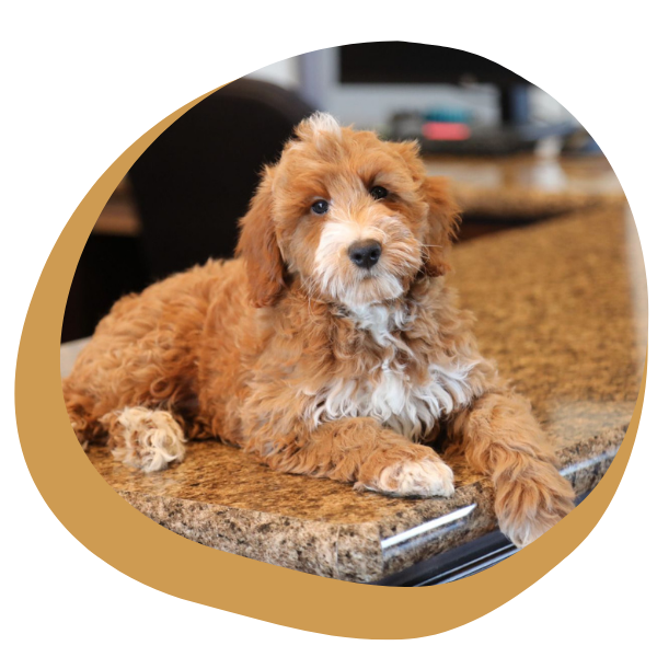 Golden Doodle Puppy - Image 1.png