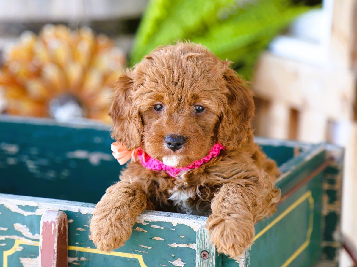 ivy (2).JPG
