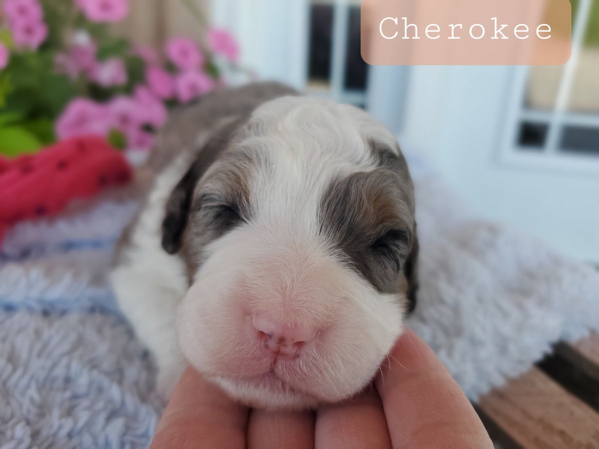 cherokee (1).jpg