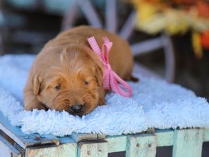 Hazel • Click to meet