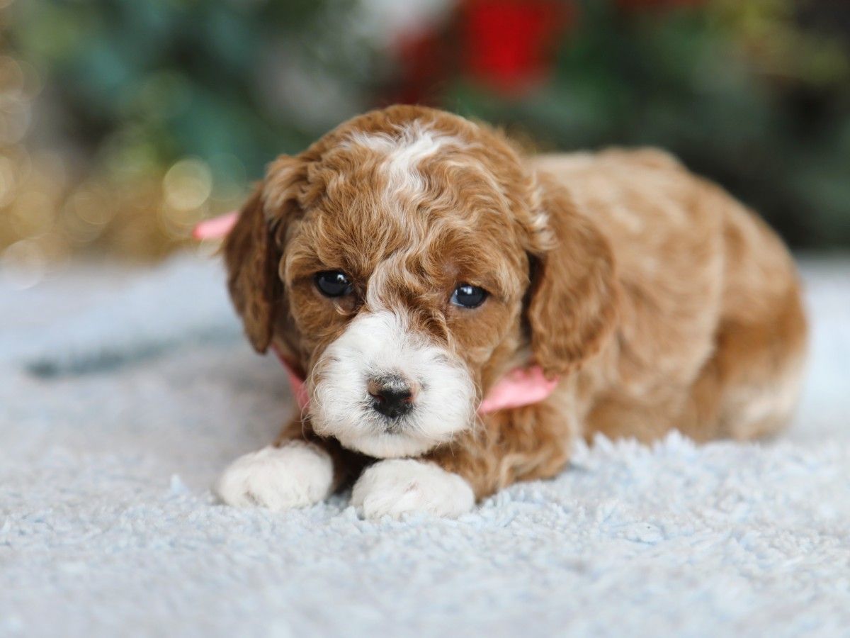 Kandy • click to meet