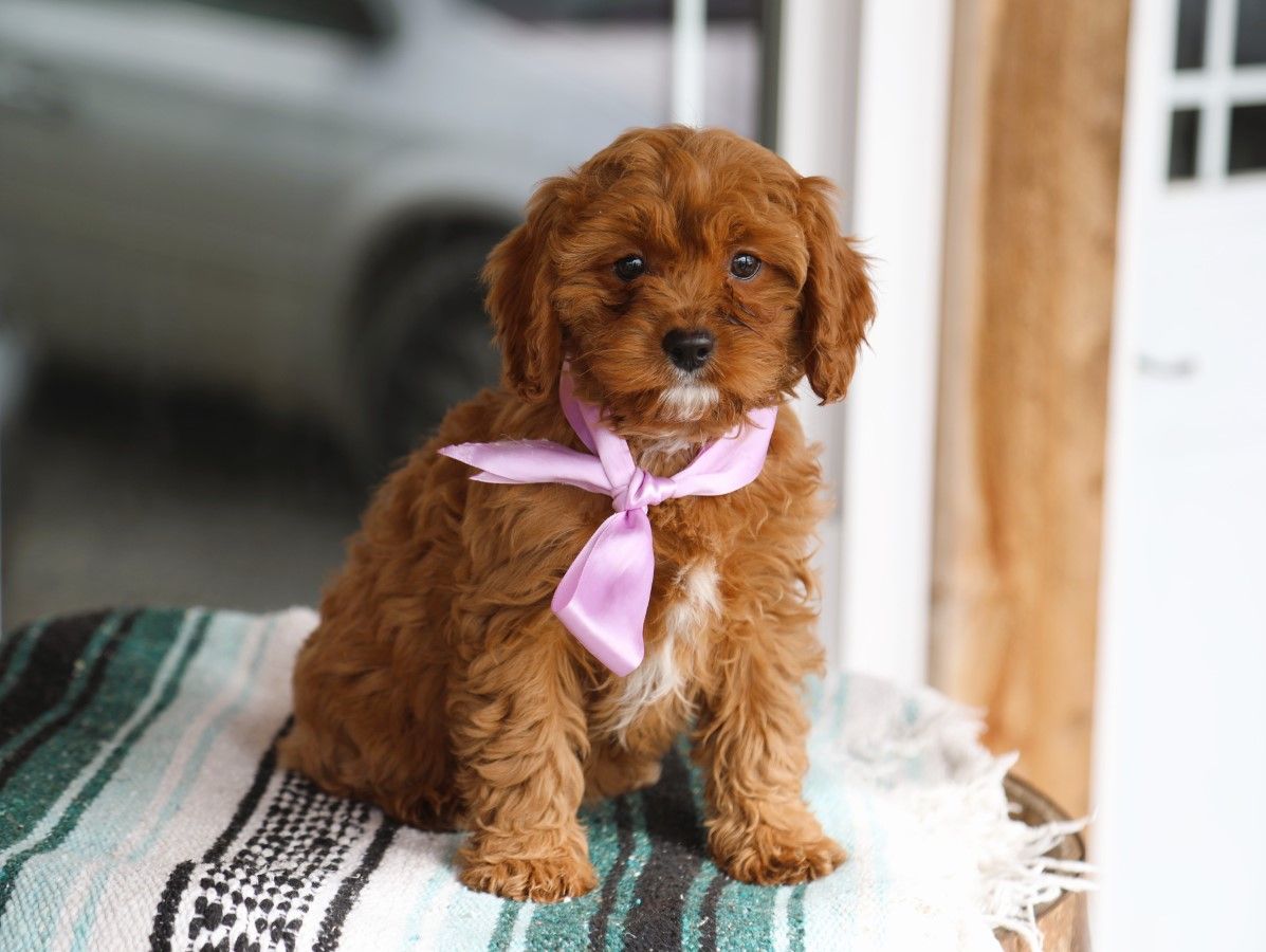 sweet pea (4).JPG