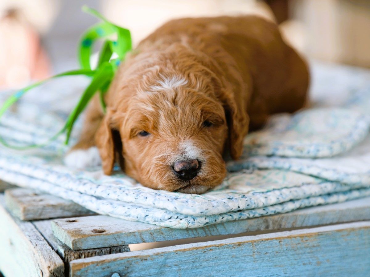 Finnegan (1).JPG