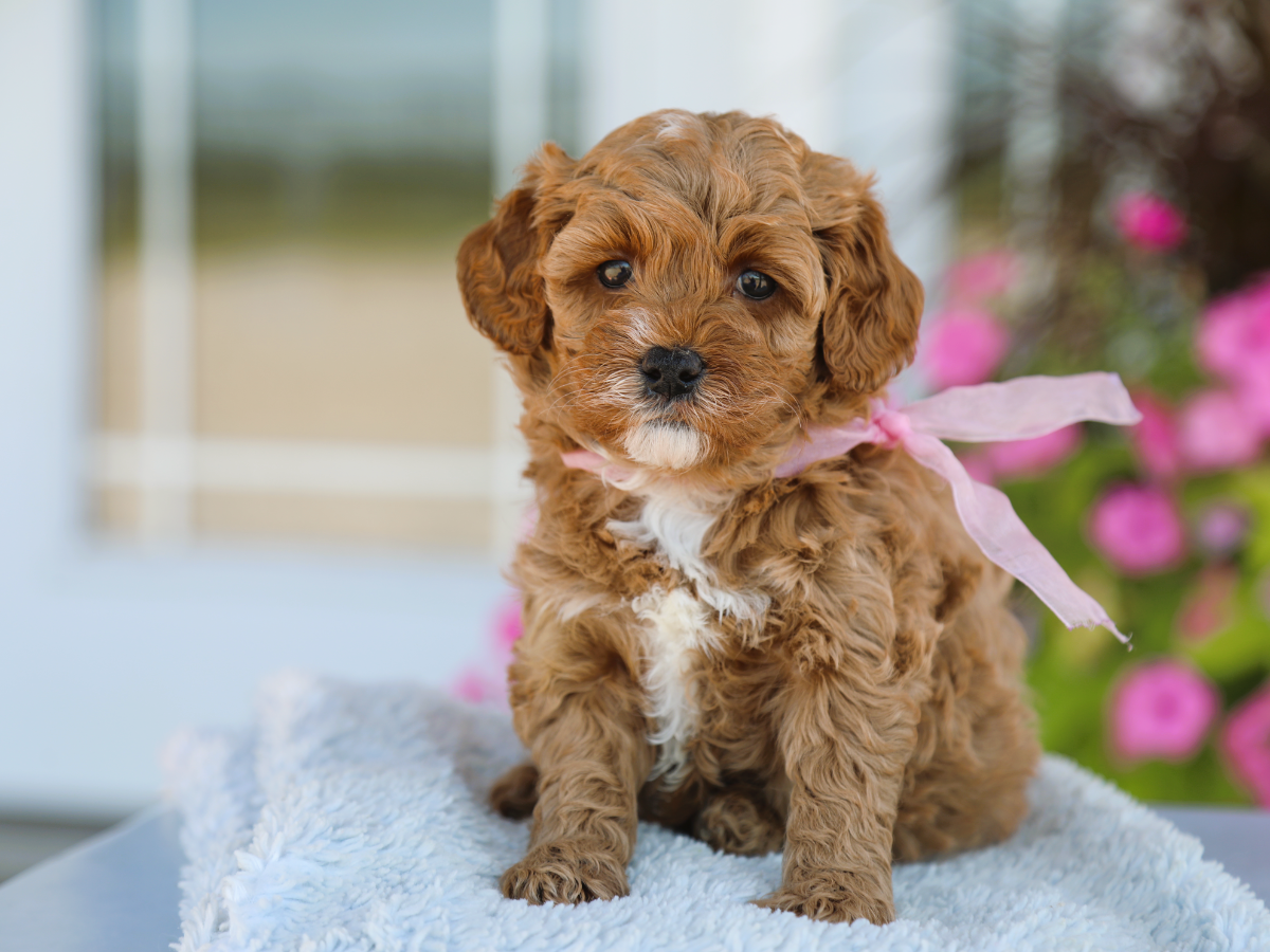  Maisie • click to meet