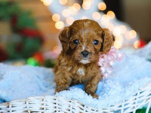 Kyra • click to meet