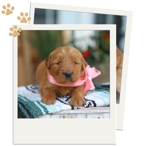Red Golden Retrievers - Image 2.png