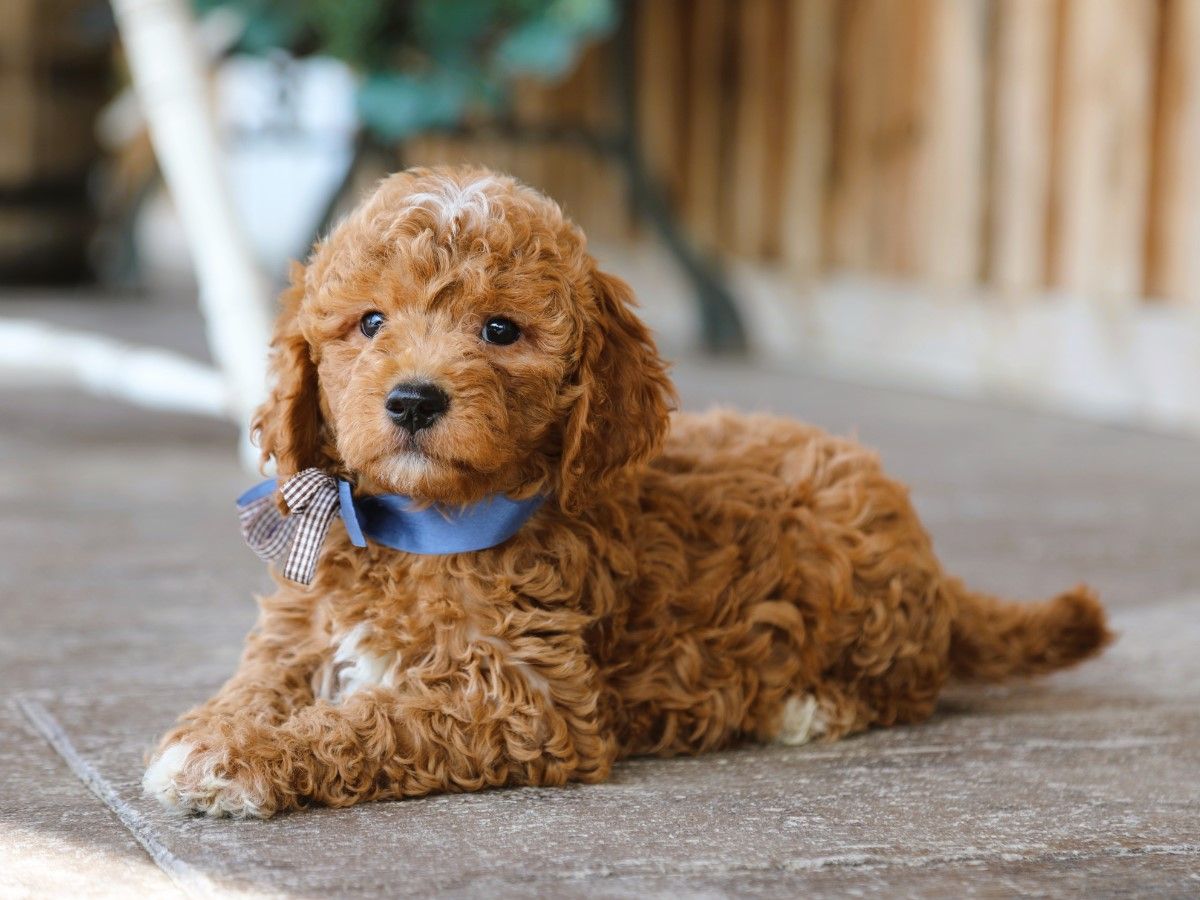  Scooby • click to meet