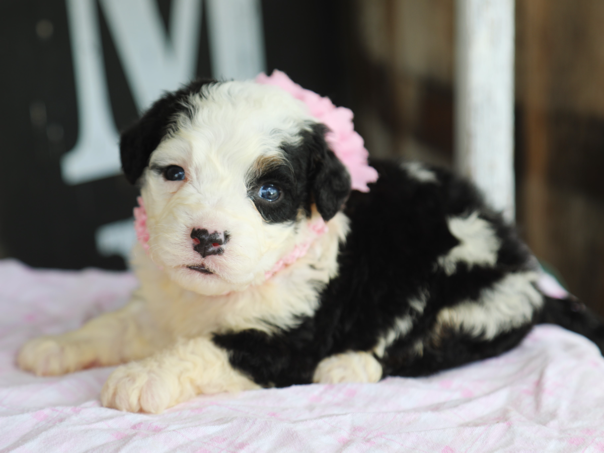 Bailey • Click to meet
