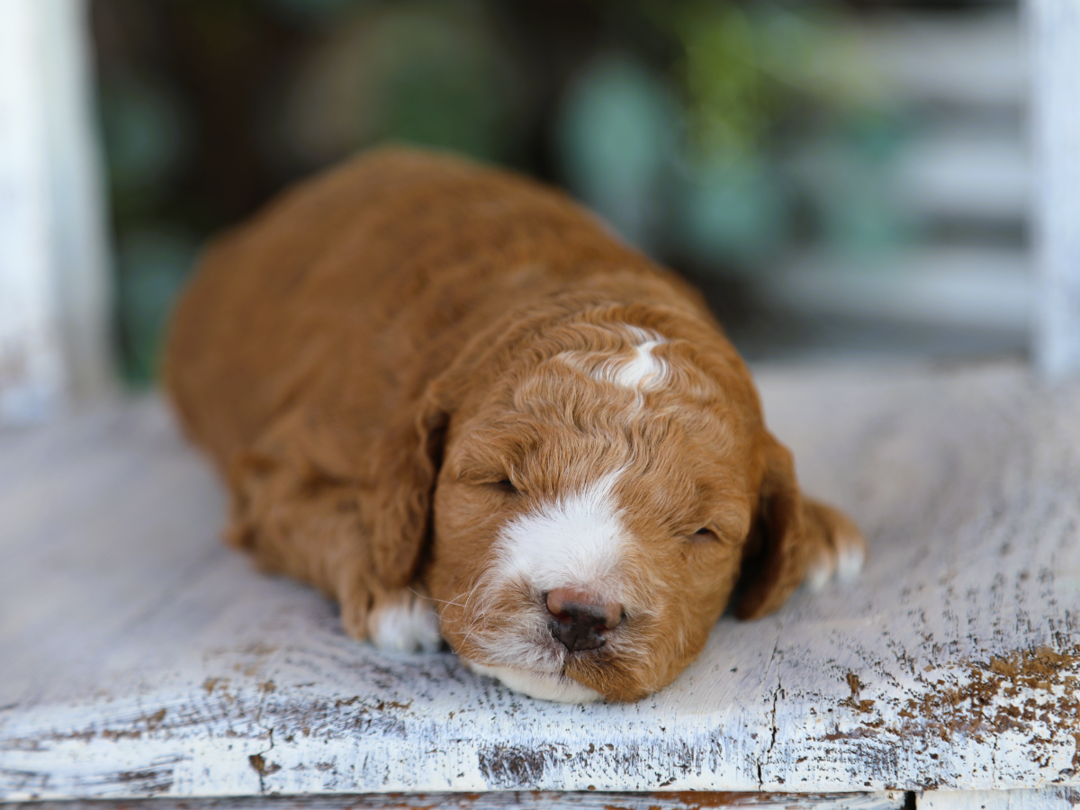 Archer • click to meet