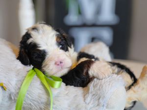 Derek - click to meet