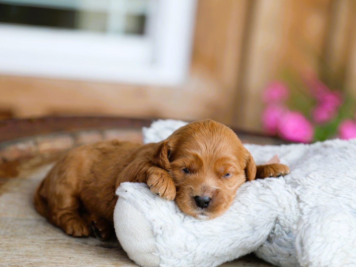 Cinnamon • click to meet
