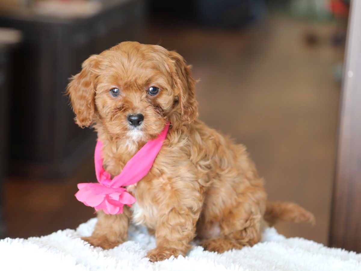 Sweet Pea (2).JPG