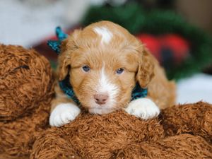  Comet • click to meet