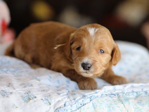 Gloria • click to meet