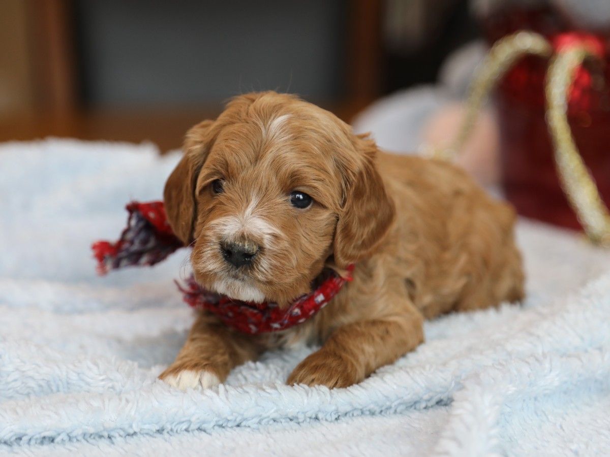 Coby (2).JPG