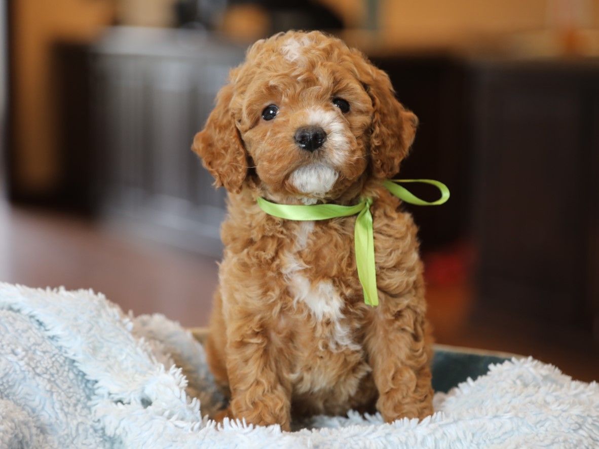  Diamond - click to meet