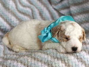 Charles • click to meet