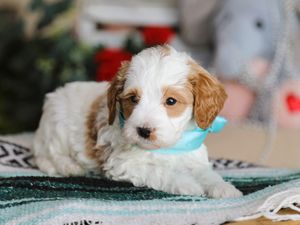 Nash • click to meet