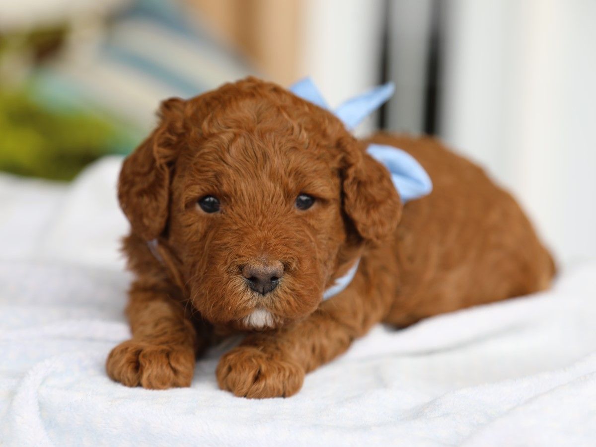 Bentley (1).JPG