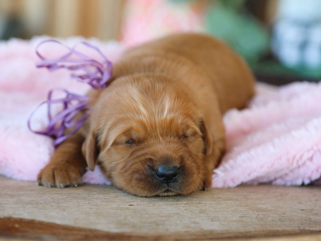 Goldie (3).JPG