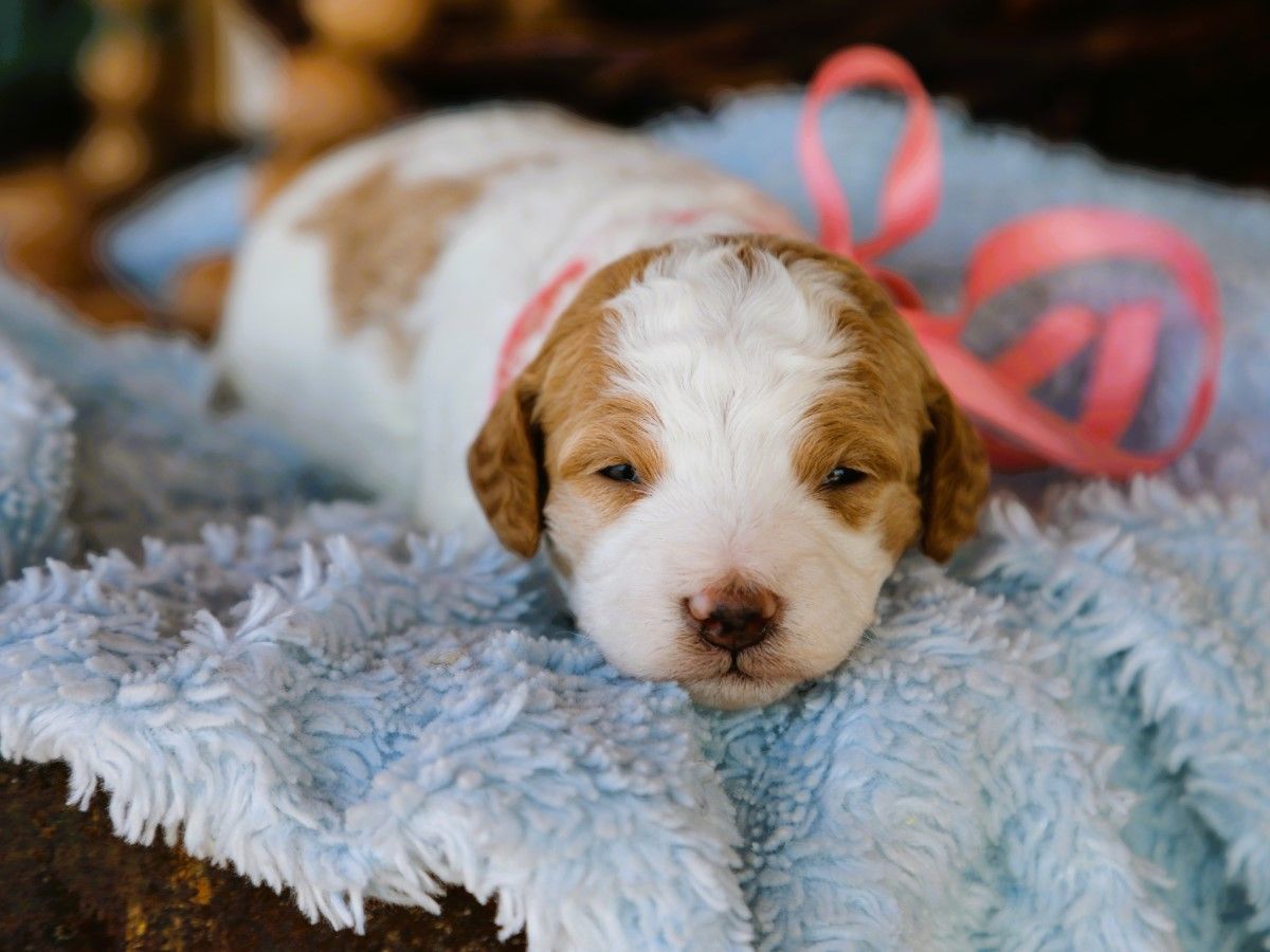 Dolly (1).JPG