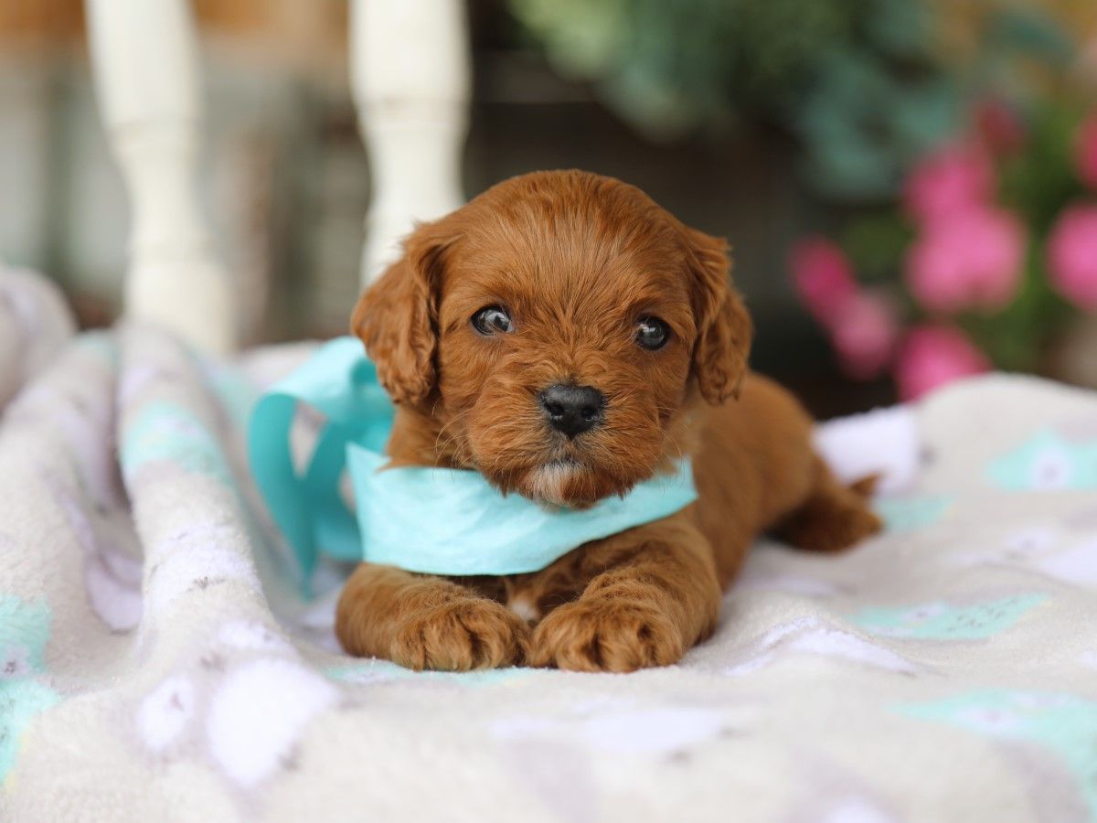 Charlie • click to meet