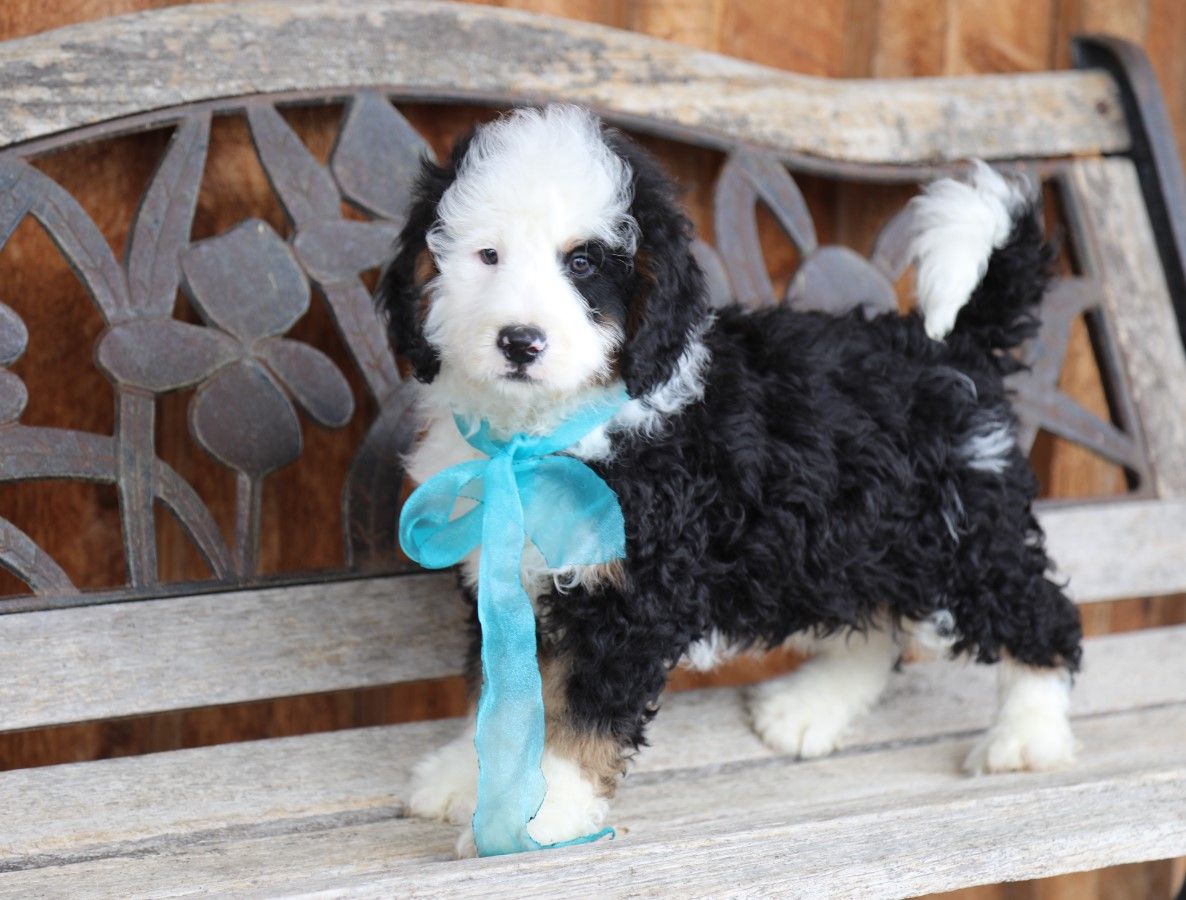  Baxter - click to meet