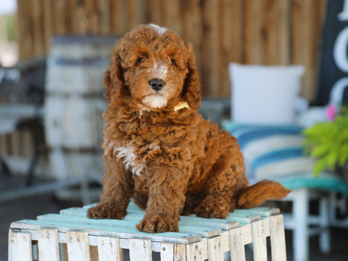 Barnie (3).png