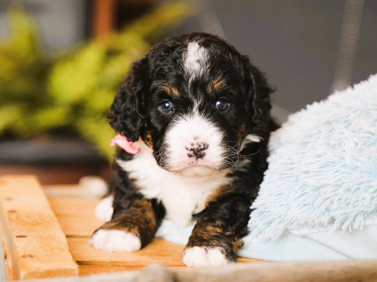 Millie • Click to Meet