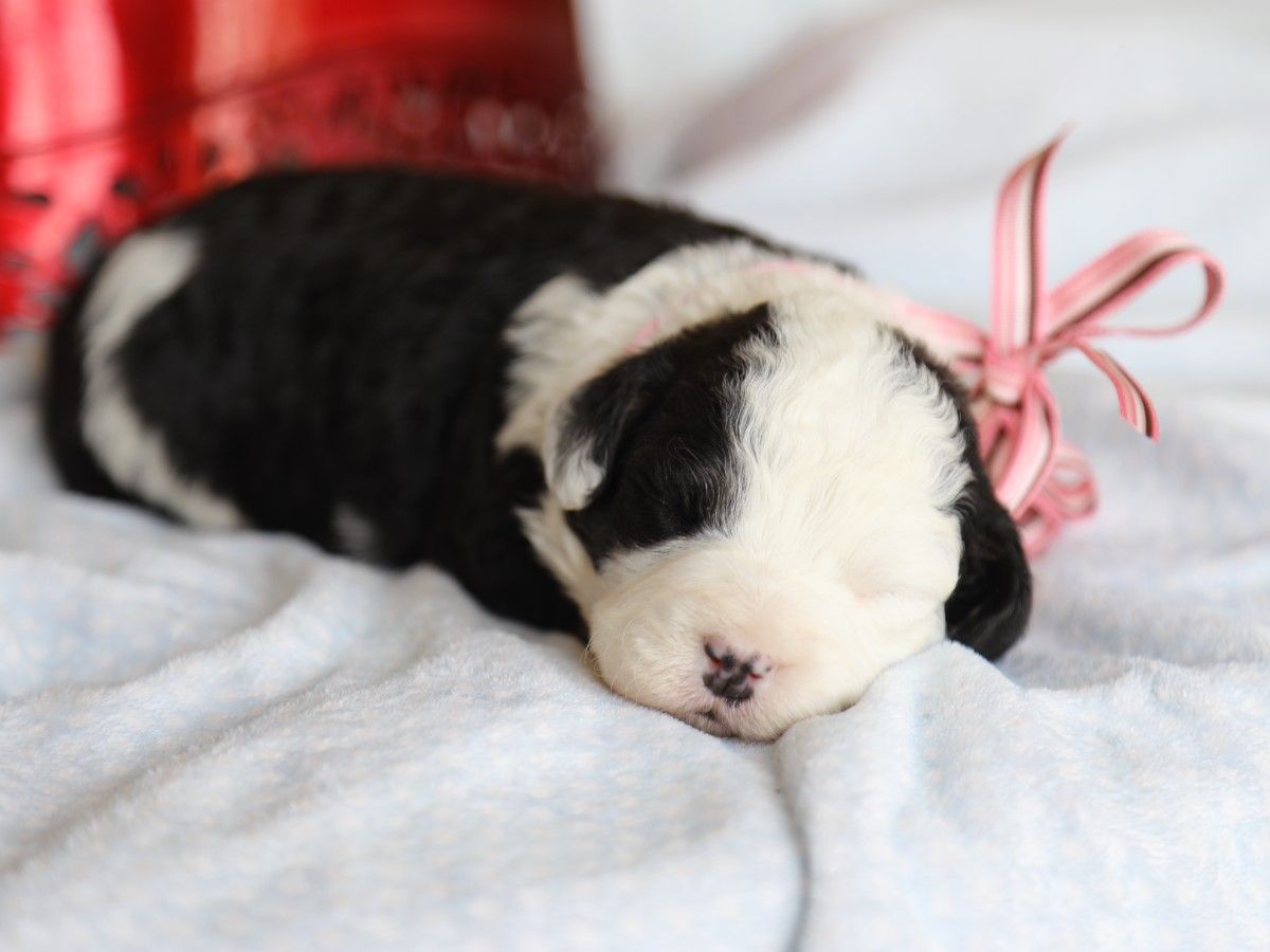 Isabella • Click to Meet